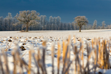 Frosty trees in a field on a cold English morning