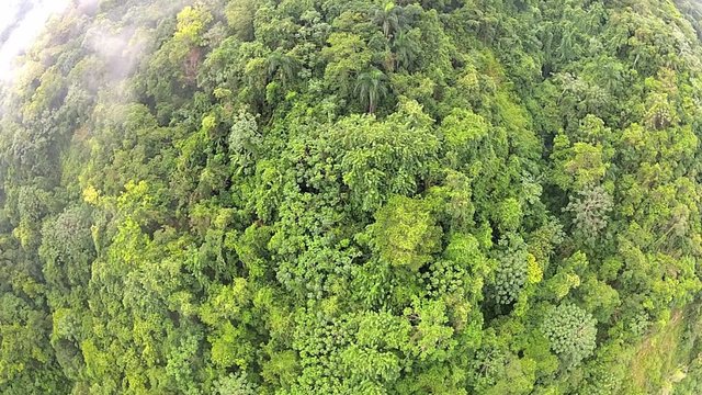 Aerial view to the tropical forest in Puerto Plata, Dominican Republic.