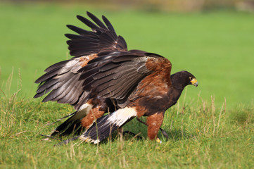 Adler