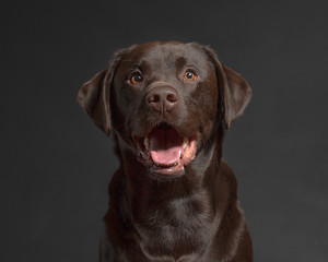 Chocolate Lab studio