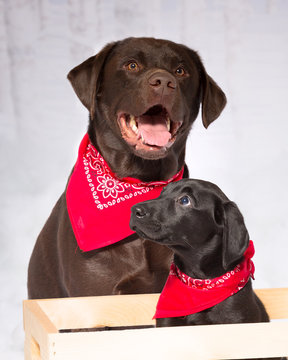 Two labs, chocolate and black lab wearing red bandannas