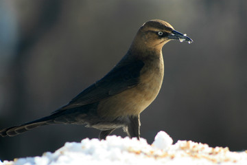 A juvenile grackle, whose plumage has not yet turned black.