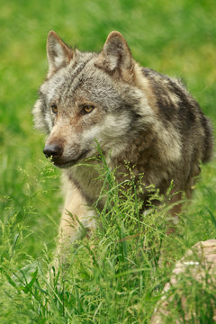 Wolf