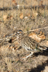 Roadrunner With Prey