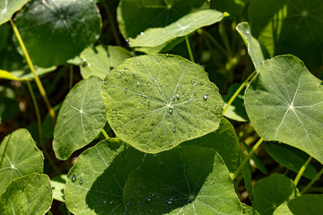 Blatt mit Tautropfen