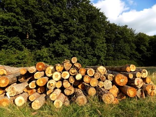 Woodpile on meadow near forest