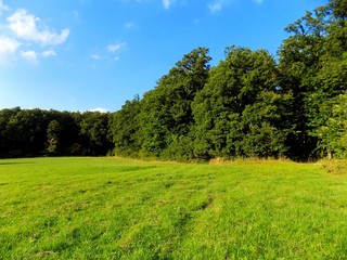 Meadow, forest and sky