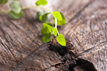 Oregano