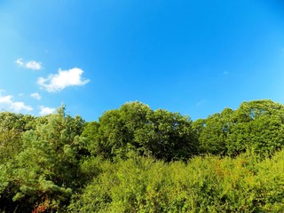 Forest and sky