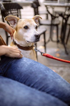 Spain, Gijon, Young woman sitting in pavement cafe, tickling her dog