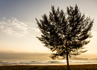 Seascape with lonely pine tree on beach at Thailand
