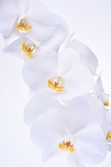 Fototapeta na wymiar Orchid head flower