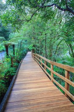 walking way in evergreen forest trail to milfordsound important