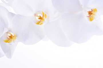 Fototapeta na wymiar Orchid head flower on white background