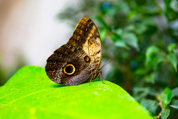 Tropischer Schmetterling © iLUXimage