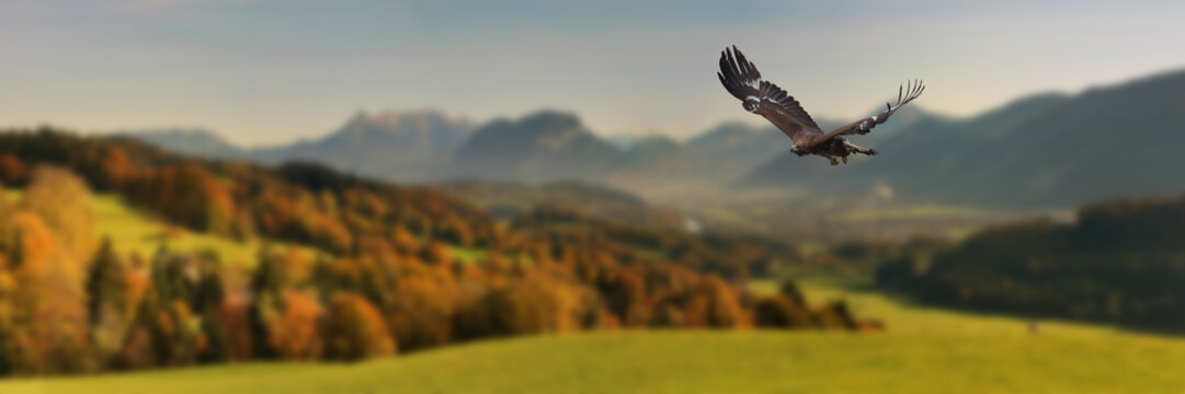 Steinadler