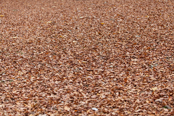 Golden autumn leaves.