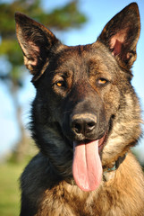 Perro