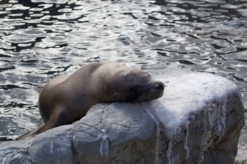Young seal resting its head on rocks