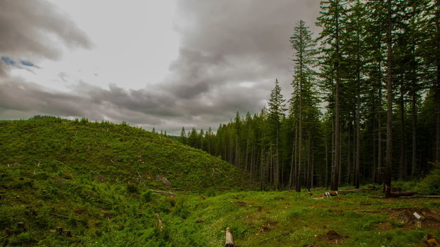 Oregon Deforestation
Time lapse of a clear cut area in the forest in Oregon.