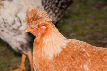 Tufted hen.