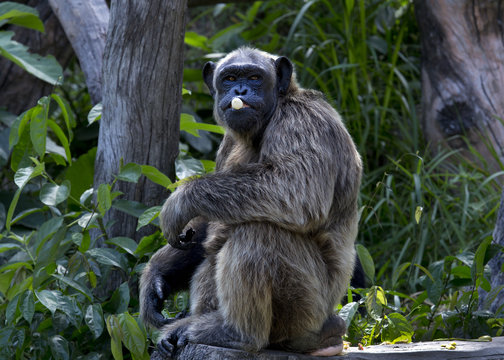 Chimpanzee sitting on the branch eating banana