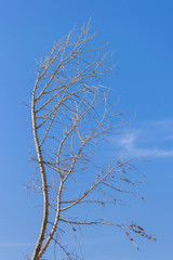 Leafless Tree Branches Against Blue Sky
