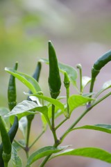 fresh chili tree in vegetable garden