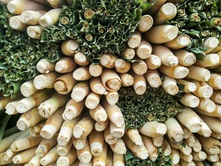 Lemon grass Cymbopogon citratus