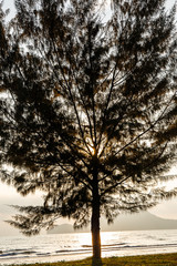 Seascape with lonely pine tree on beach at Thailand