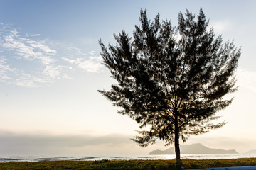 Fototapeta na wymiar Seascape with lonely pine tree on beach at Thailand