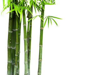 Fototapeta na wymiar Bamboo isolated on white background