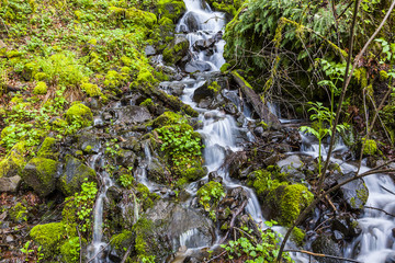 Old Growth Forest Vegetation