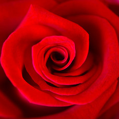 Close up of beautiful red rose
