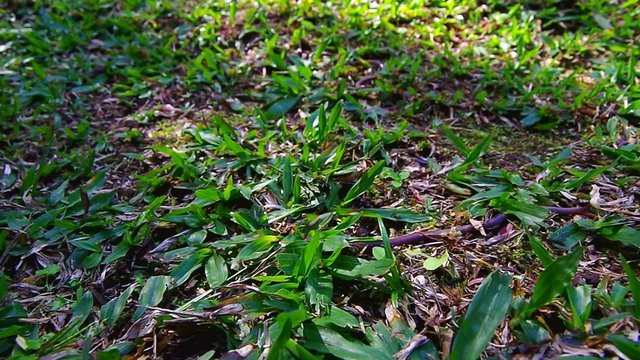 the earthworm is surrounding  by many ants on the grass floor