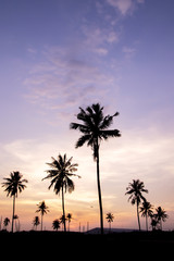Obraz premium Silhouette of coconut tree with twilight sky