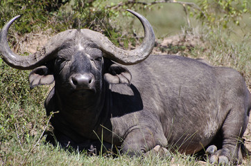 Obraz premium Buffalo - Masai Mara - Kenya