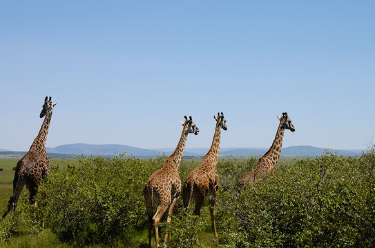Giraffes - Masai Mara - Kenya