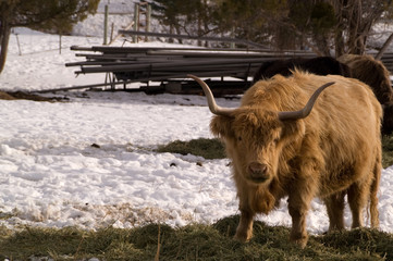 Shaggy Highland Cow