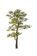 Obraz premium Tree isolated on white background