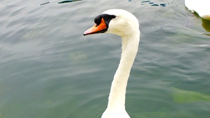 Obraz premium スイスの白鳥