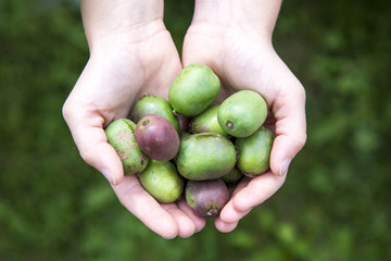 Girl's hands holding hardy kiwis