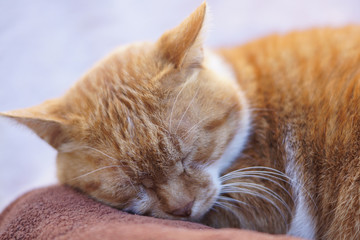 眠る茶猫