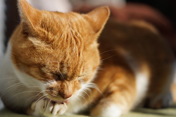 毛づくろいをする茶猫