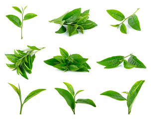 Tea leaves isolated on the white background