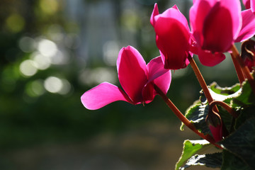 pink cyclamen flower petal in the sunshine