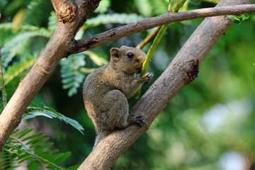 Squirrel eatting food on a tree