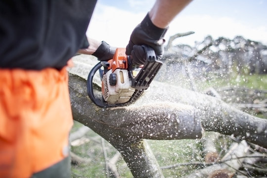 Lumberjack sawing tree trunk