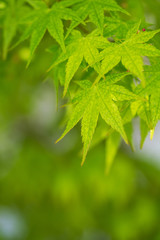 緑のモミジ