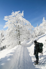 Turysta na zimowym górskim szlaku patrzący na majestatyczne białe drzewo - obrazy, fototapety, plakaty